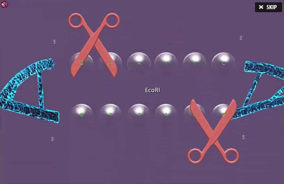 Molecular Cloning