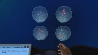 Meiosis: How is color blindness inherited?