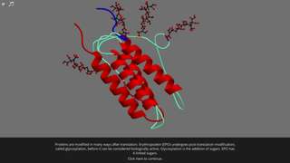 Protein Synthesis